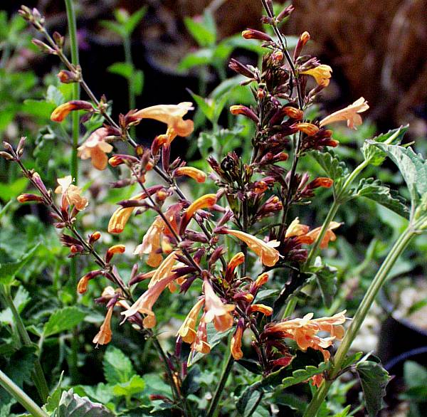 Image of Agastache aurantiaca 'Apricot Sunrise'