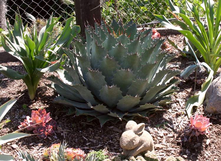 Image of Agave potatorum 'Cherry Swizzle'