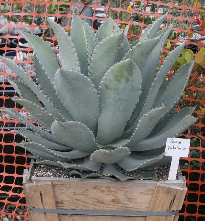 Image of Agave potatorum 'El Camarn'