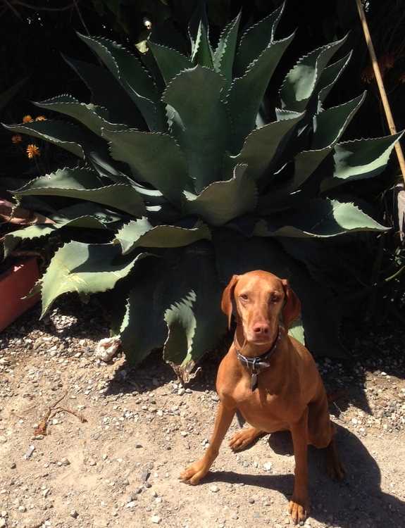 Image of Agave 'Mr. Ripple'