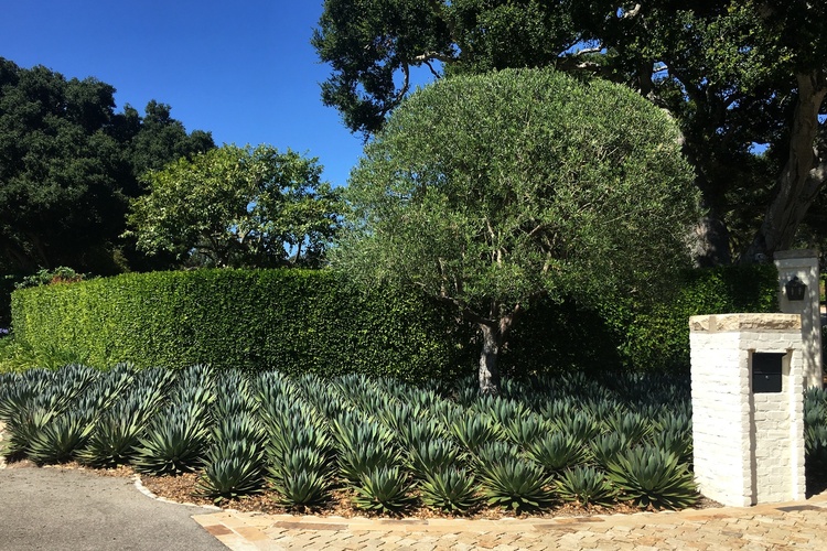 Image of Agave 'Blue Glow'