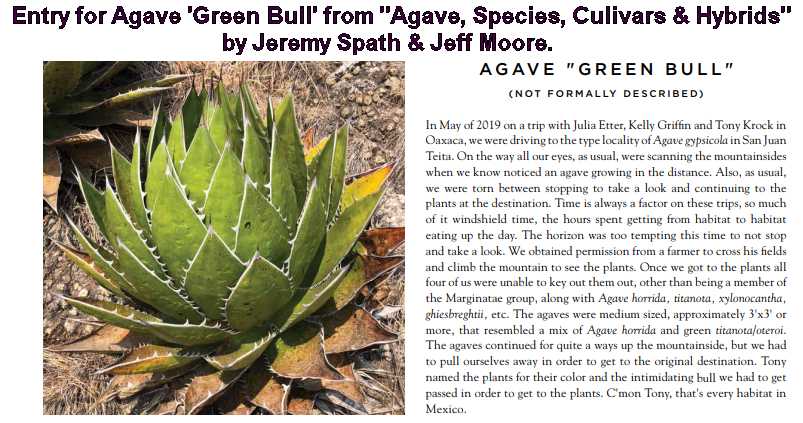 Image of Agave 'Green Bull'