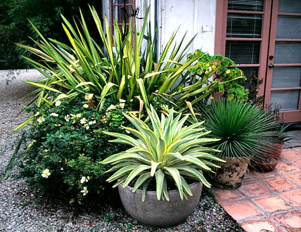 Image of Agave desmetiana 'Joe Hoak'