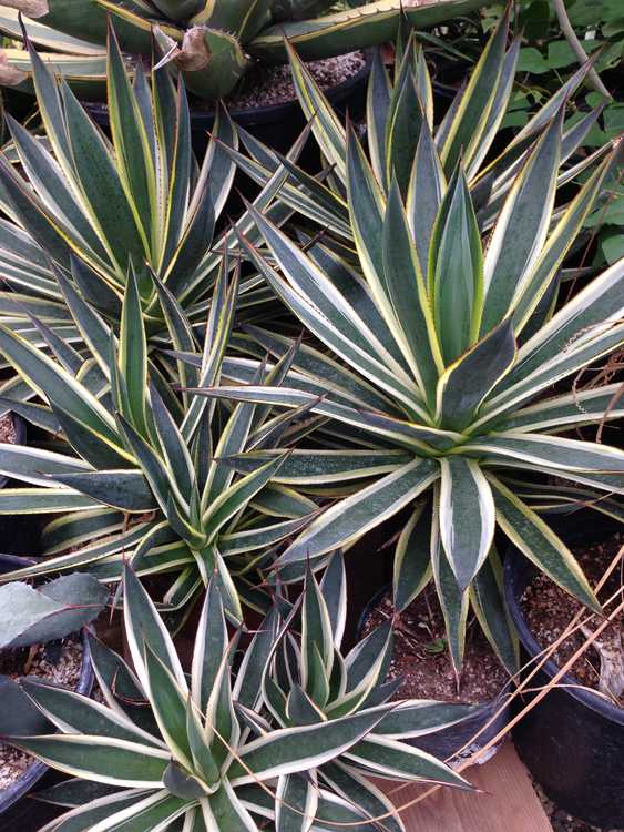 Image of Agave 'Snow Glow'