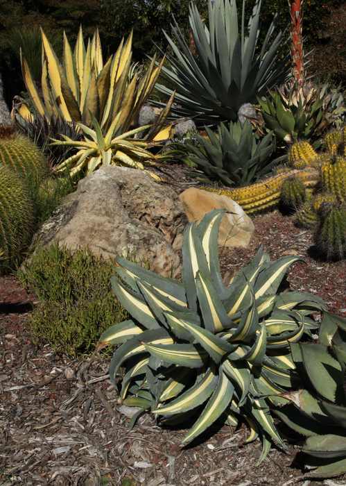 Image of Agave americana var. medio-picta 'Dwarf Alba'