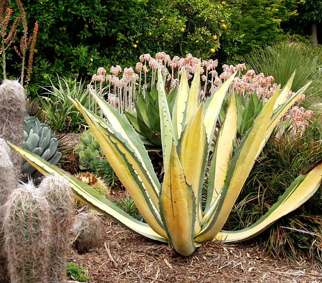 Image of Agave americana var. medio-picta