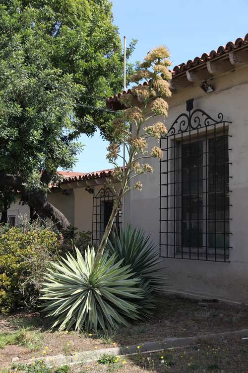 Image of Agave angustifolia 'Marginata'