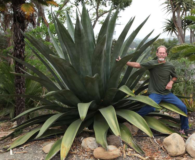 Image of Agave atrovirens