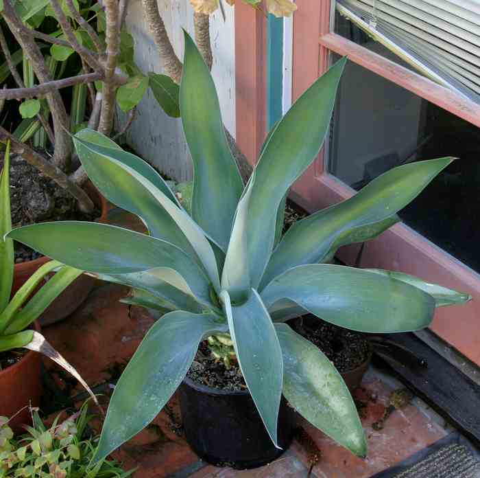 Image of Agave attenuata 'Arboleda Blue'