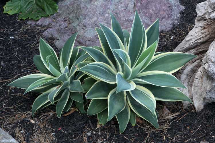 Image of Agave attenuata Ray of Light 'AGAVWS PP21,854