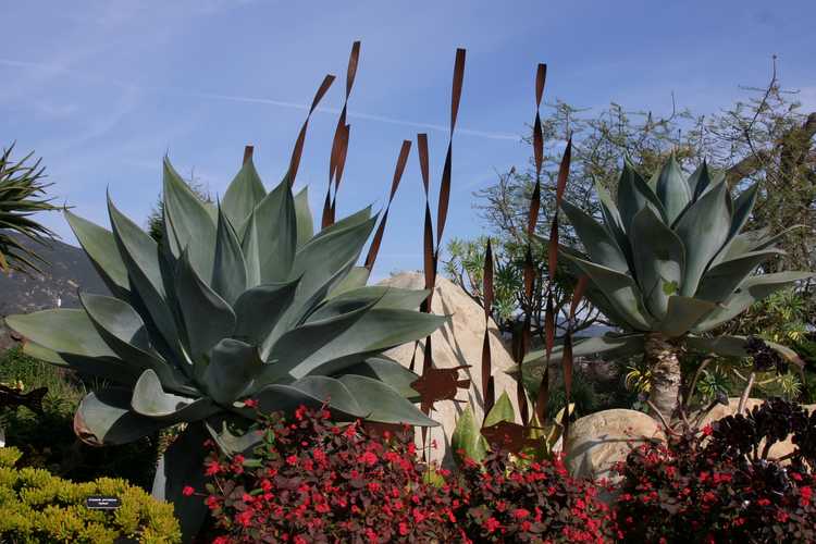 Image of Agave attenuata 'Nova'