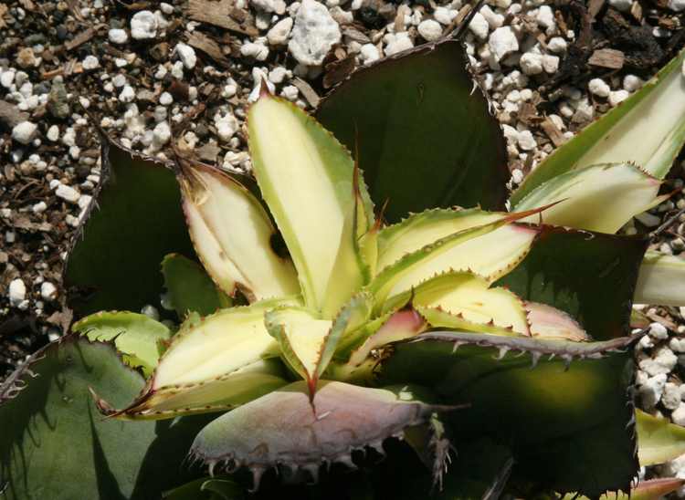 Image of Agave bovicornuta 'Holstein'