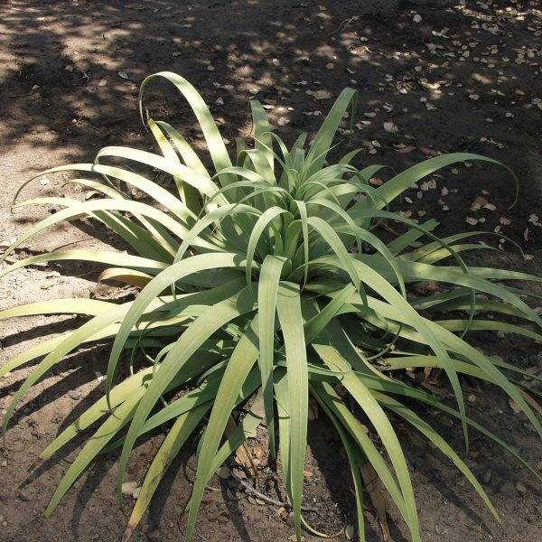 Image of Agave bracteosa