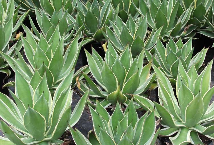 Image of Agave 'Multicolor'