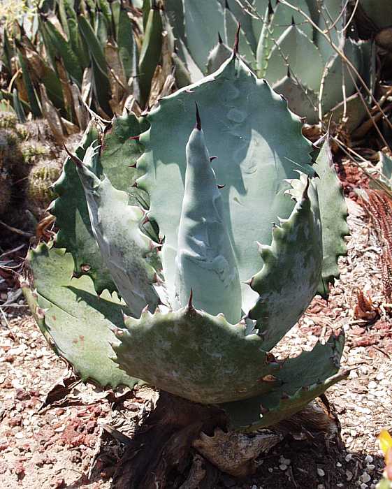 Image of Agave colorata