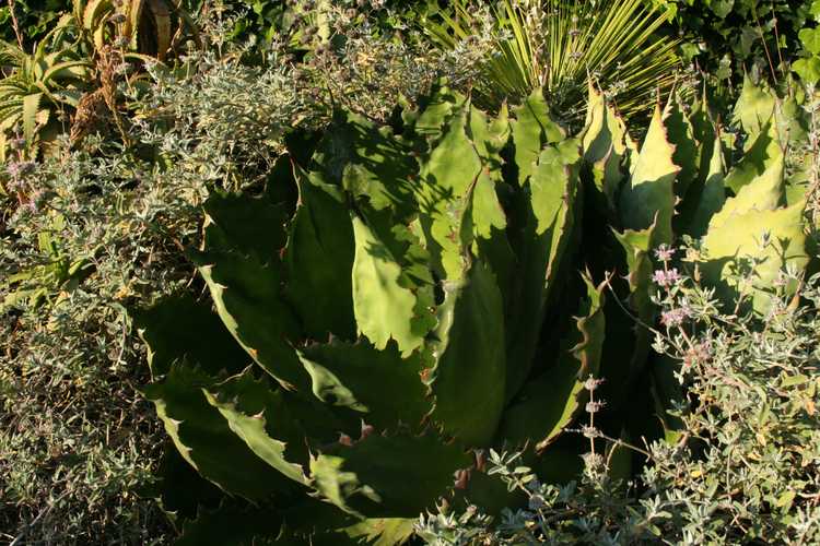 Image of Agave cupreata