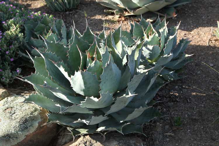 Image of Agave cupreata 'Gray Form'