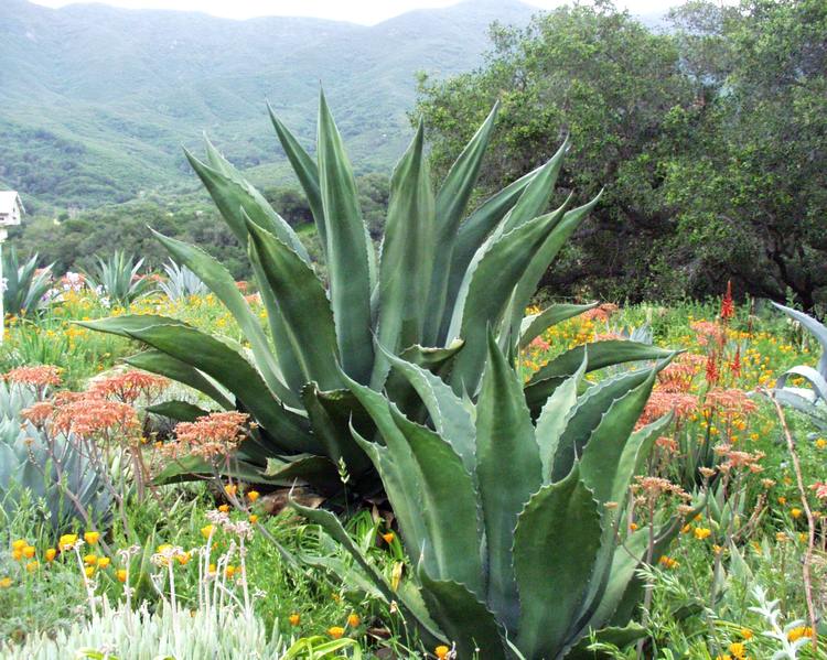 Image of Agave salmiana 'Green Giant'