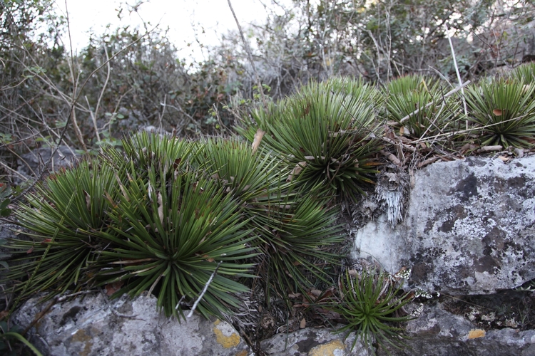 Image of Agave gracielae