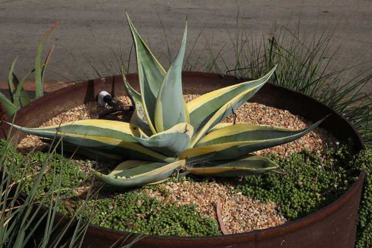 Image of Agave guiengola 'Creme Brulee'