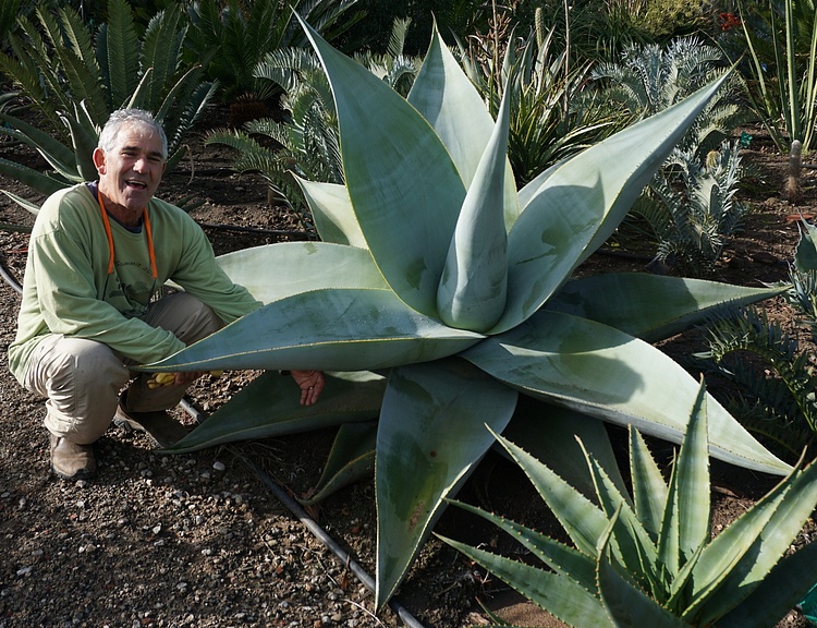 Image of Agave guiengola