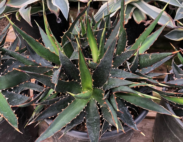 Image of Agave horrida ssp. perotensis