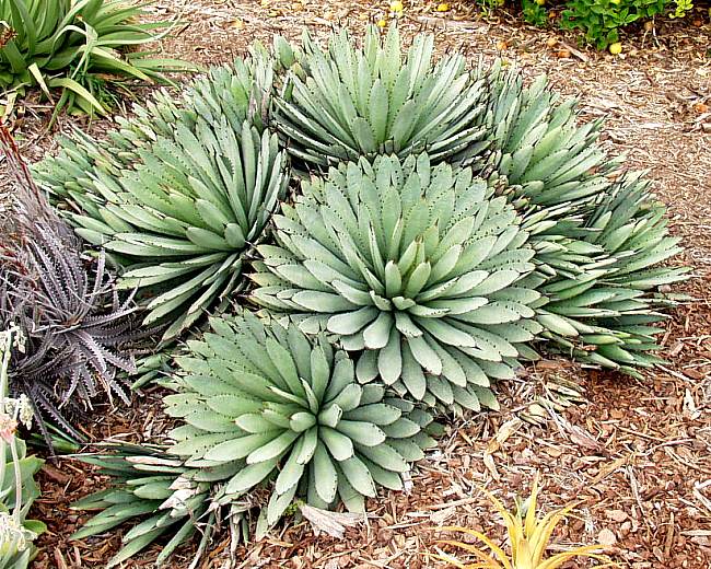 Image of Agave macroacantha