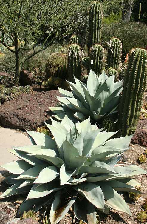 Image of Agave ovatifolia