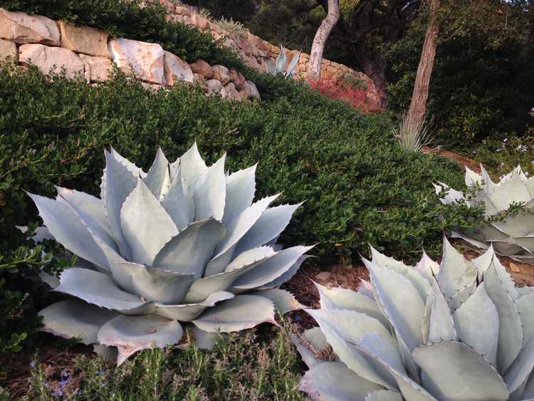 Image of Agave ovatifolia 'Frosty Blue'