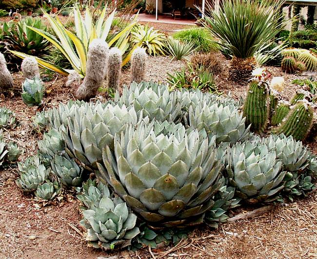 2nd Image of Agave parryi var. huachucensis at San Marcos Growers