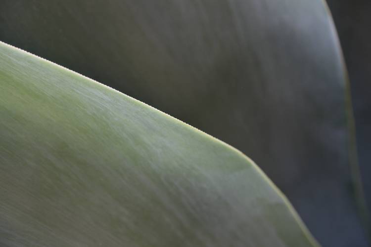 Image of Agave pedunculifera