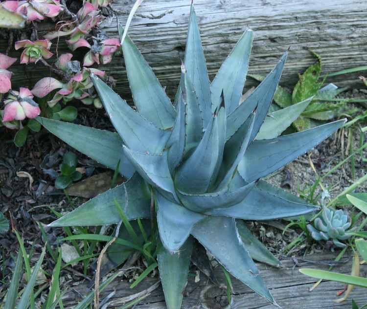 Image of Agave x pumila