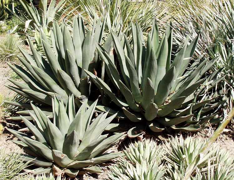 Image of Agave 'Sharkskin Shoes'