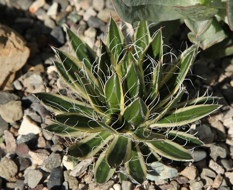 Image of Agave schidigera 'Shira ito no Ohi'