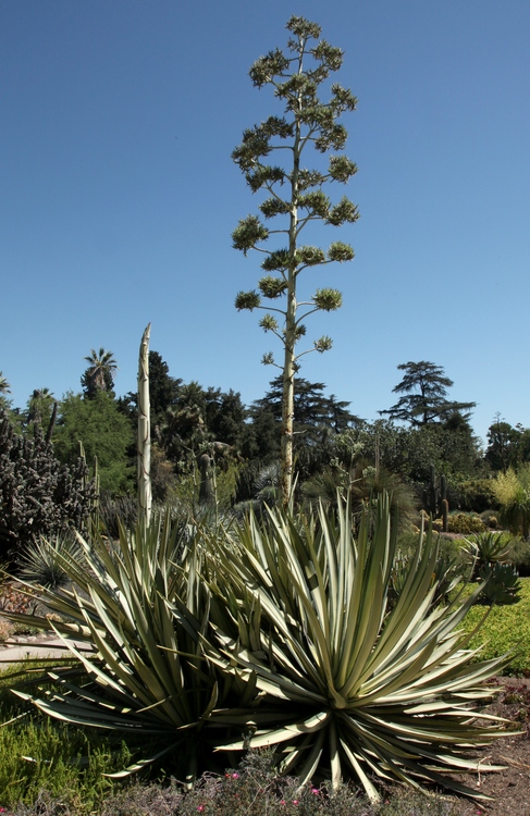 Image of Agave sisalana forma medio-picta