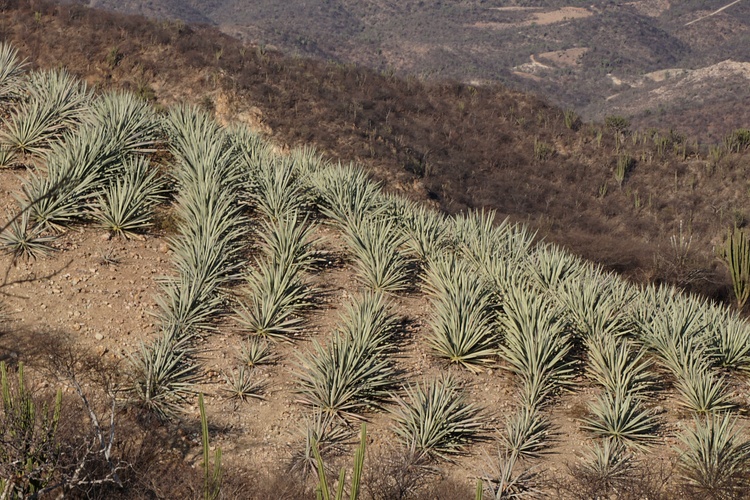 Image of Agave tequilana var. azul