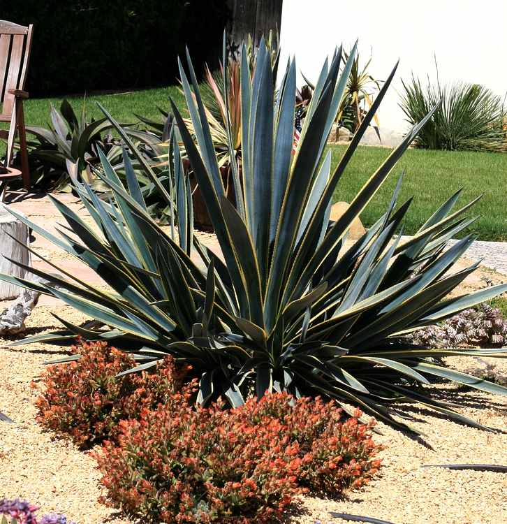 Image of Agave tequilana 'Sunrise'