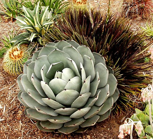 Image of Agave parryi var. truncata (Gentry Form)