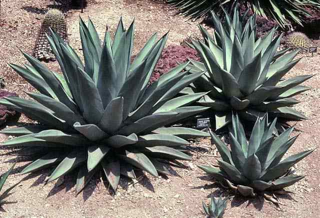 Image of Agave 'Sharkskin'