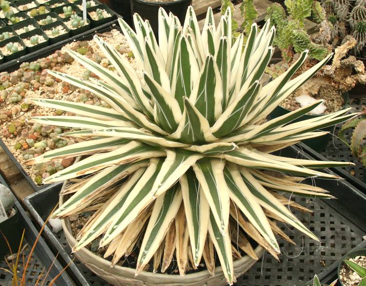 Image of Agave victoriae-reginae 'Albomarginata'