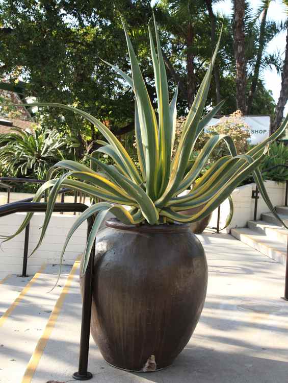 Image of Agave vilmoriniana 'Stained Glass'