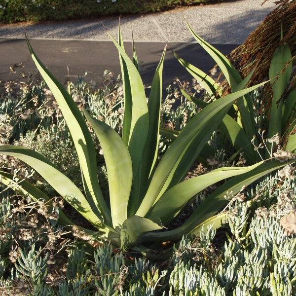 Image of Agave vilmoriniana