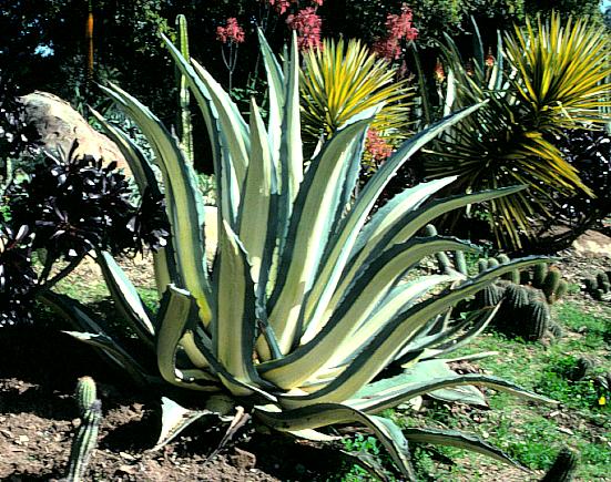 Image of Agave americana var. medio-picta 'Alba'