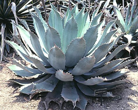 Image of Agave potatorum