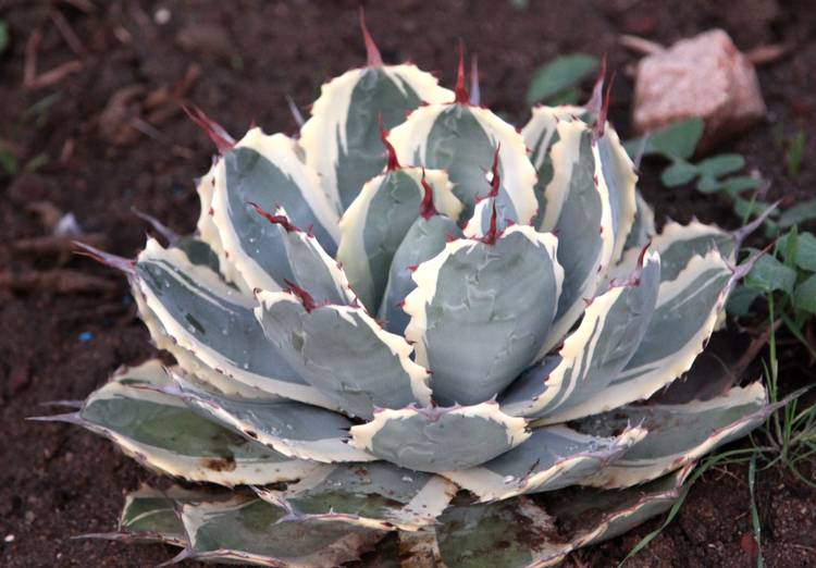 Image of Agave potatorum 'Snowfall'