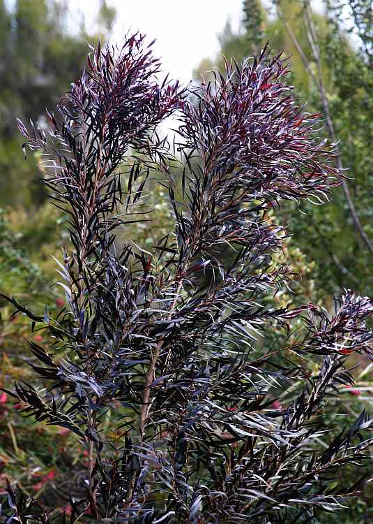 Image of Agonis flexuosa 'Jervis Bay Afterdark'