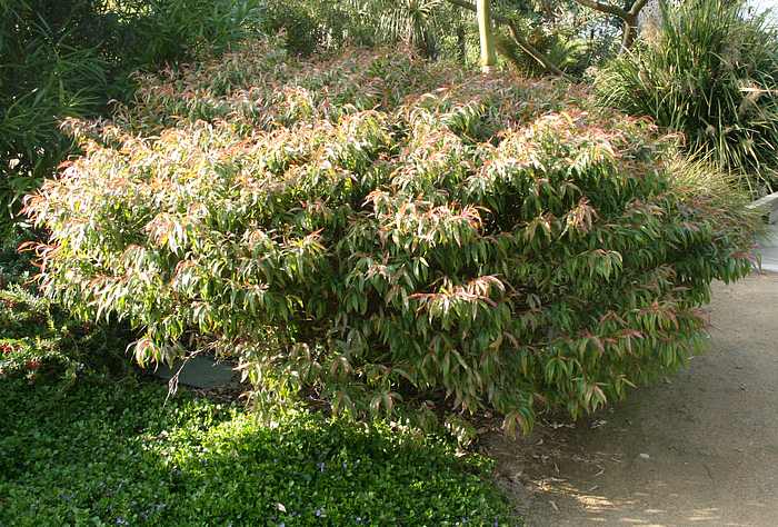 Image of Agonis flexuosa 'Nana'