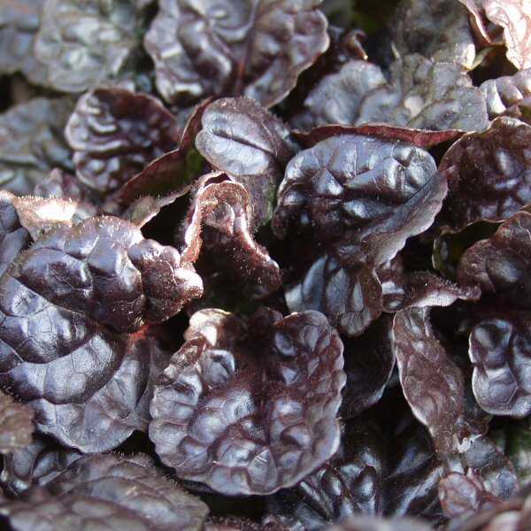 Image of Ajuga reptans Black Scallop ['Binblasca'] PP15,815