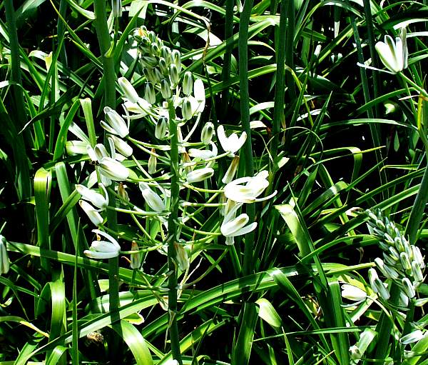 Image of Albuca nelsonii