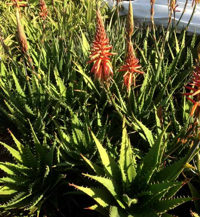 Image of Aloe 'Thorny Warrior'